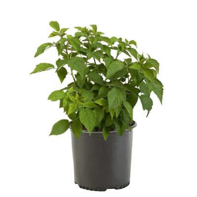1 gal. Crimson Treasure Raspberry Plant