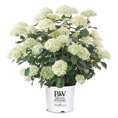 Proven Winners Incrediball Storm Proof Hydrangea Shrub, 5 gal.