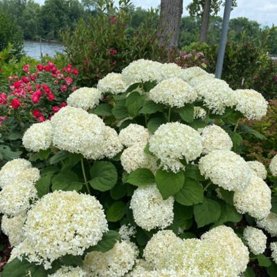 Image showing  5 gal. Incrediball Storm Proof Hydrangea Shrub