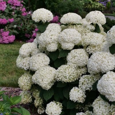 Image showing  5 gal. Incrediball Storm Proof Hydrangea Shrub