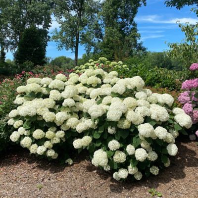 Image showing  5 gal. Incrediball Storm Proof Hydrangea Shrub