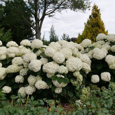 Image showing  5 gal. Incrediball Storm Proof Hydrangea Shrub