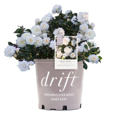 Drift White Rose Shrub, , 2 gal.