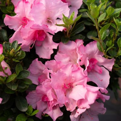 Image showing  1 gal. Autumn Kiss Azalea Shrub