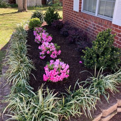 Image showing  1 gal. Autumn Kiss Azalea Shrub