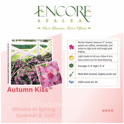 Image showing  1 gal. Autumn Kiss Azalea Shrub