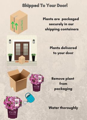 Image showing 5 th Encore Azalea 1 gal. Autumn Kiss Azalea Shrub