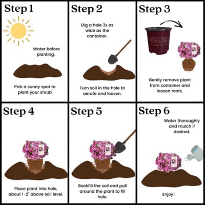 Image showing 6 th Encore Azalea 1 gal. Autumn Kiss Azalea Shrub