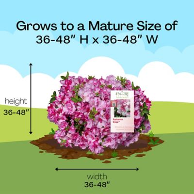 Image showing 7 th Encore Azalea 1 gal. Autumn Kiss Azalea Shrub