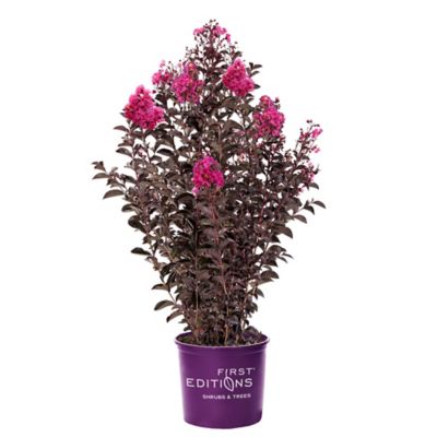 First Editions Twilight Magic Crape Myrtle Shrub, 2 gal.