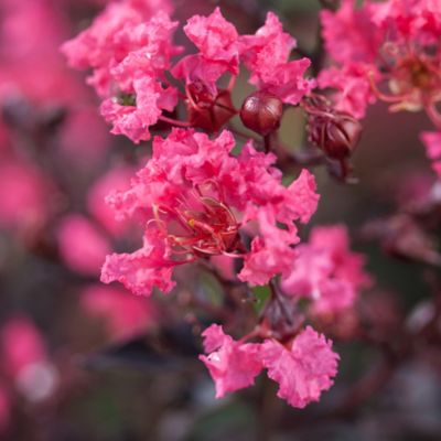 Image showing  2 gal. Twilight Magic Crape Myrtle Shrub