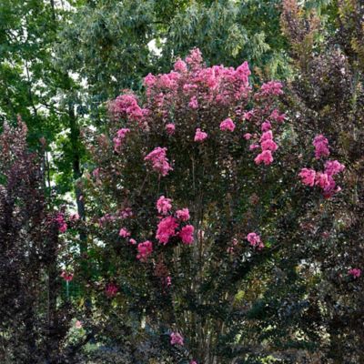 Image showing  2 gal. Twilight Magic Crape Myrtle Shrub