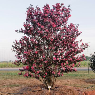 Image showing  2 gal. Twilight Magic Crape Myrtle Shrub
