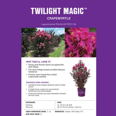 Image showing  2 gal. Twilight Magic Crape Myrtle Shrub