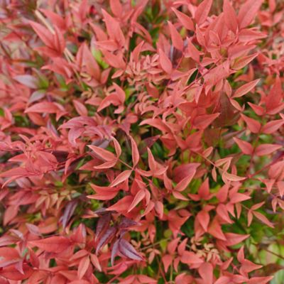 Image showing  Cool Glow Pomegranate Nandina Shrub, 2 gal.