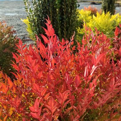 Image showing  Cool Glow Pomegranate Nandina Shrub, 2 gal.