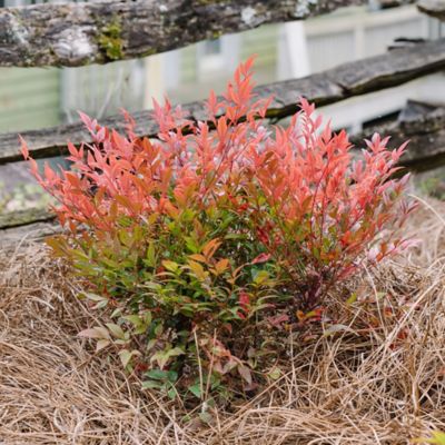 Image showing  Cool Glow Pomegranate Nandina Shrub, 2 gal.