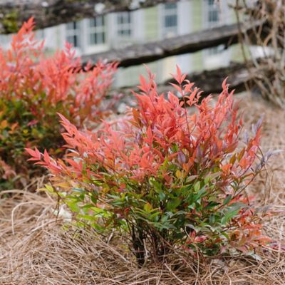 Image showing  Cool Glow Pomegranate Nandina Shrub, 2 gal.