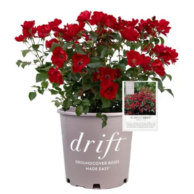 Drift Scarlet Rose Shrub, 2 gal.