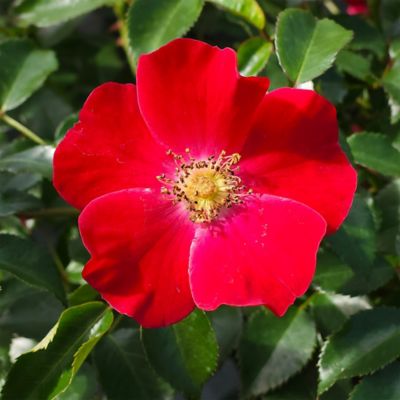 Image showing  Scarlet Rose Shrub, 2 gal.
