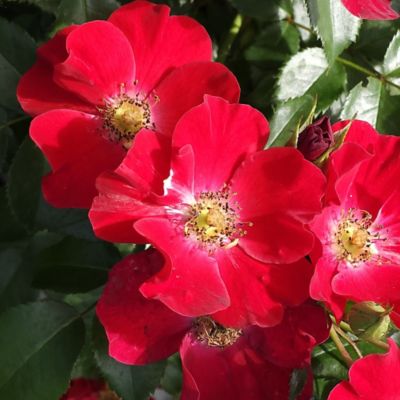Image showing  Scarlet Rose Shrub, 2 gal.
