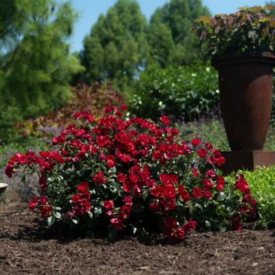 Image showing  Scarlet Rose Shrub, 2 gal.