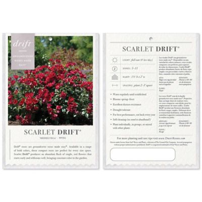 Image showing  Scarlet Rose Shrub, 2 gal.
