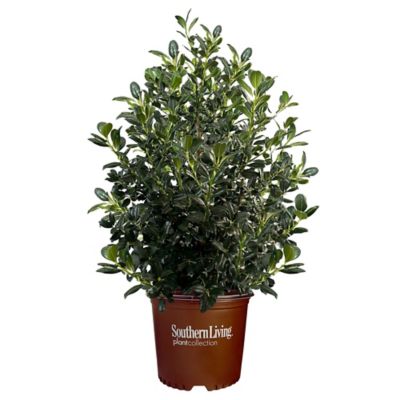 Southern Living 5 Gal. Nelliet Holly Shrub