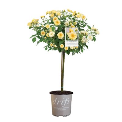 Drift 3 gal. Buttercream Rose Tree Shrub