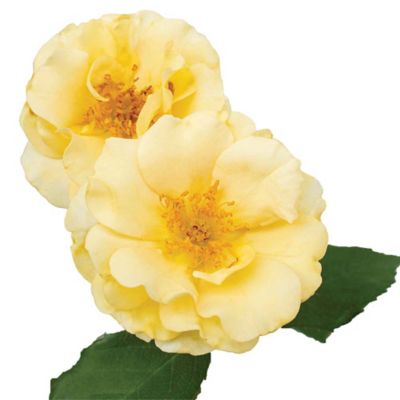 Image showing  3 gal. Buttercream Rose Tree Shrub