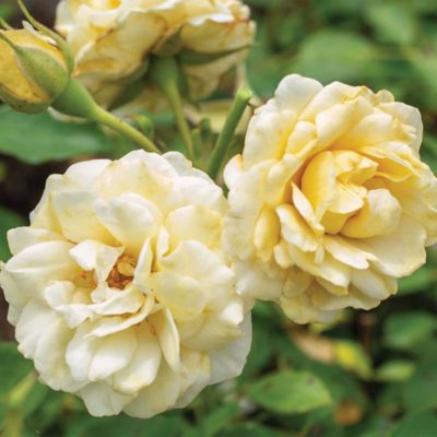 Image showing  3 gal. Buttercream Rose Tree Shrub