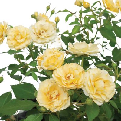 Image showing  3 gal. Buttercream Rose Tree Shrub