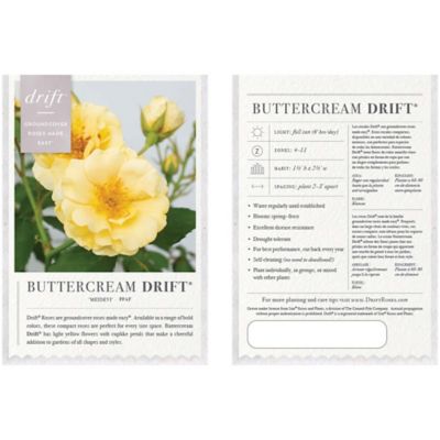 Image showing  3 gal. Buttercream Rose Tree Shrub