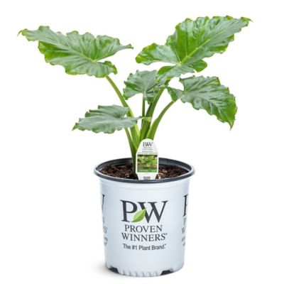 Proven Winners 2 Gal. Ear Emerald Isle Elephant Ear Plant