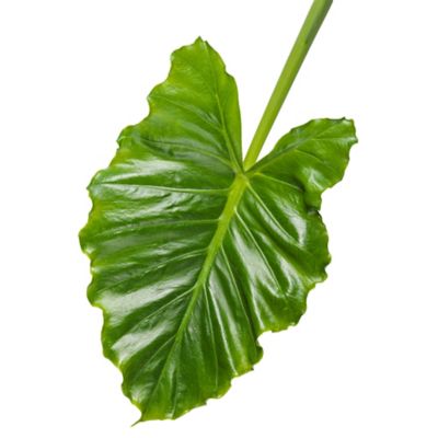 Image showing  2 Gal. Ear Emerald Isle Elephant Ear Plant