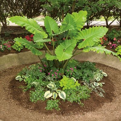Image showing  2 Gal. Ear Emerald Isle Elephant Ear Plant