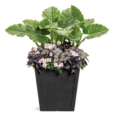 Image showing  2 Gal. Ear Emerald Isle Elephant Ear Plant