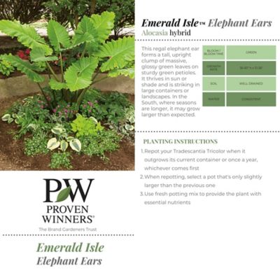 Image showing  2 Gal. Ear Emerald Isle Elephant Ear Plant