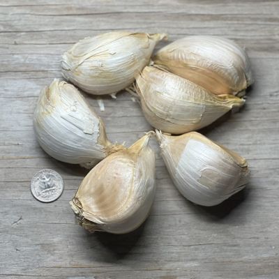 Image showing  Elephant Garlic , Set of 3 Cloves