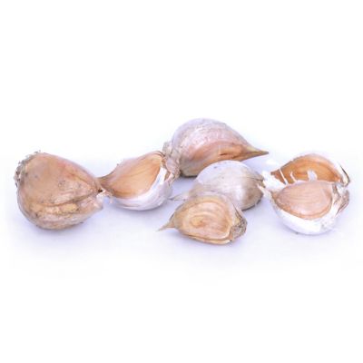 Image showing  Elephant Garlic , Set of 3 Cloves