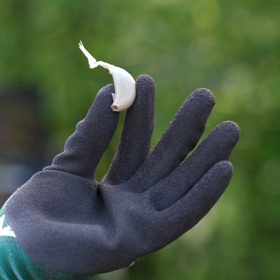 Image showing  Elephant Garlic , Set of 3 Cloves