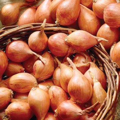 Image showing  Fresh Crop Shallots Medley, Set of 25 Bulbs