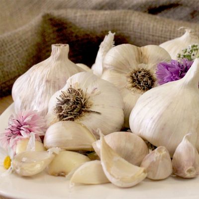 Van Zyverden Garlic Softneck Silverskin Inchelium Red, Set of 5 Bulbs