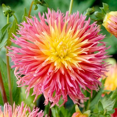 Van Zyverden Dahlias Fringed Star, Set of 5 Bulbs