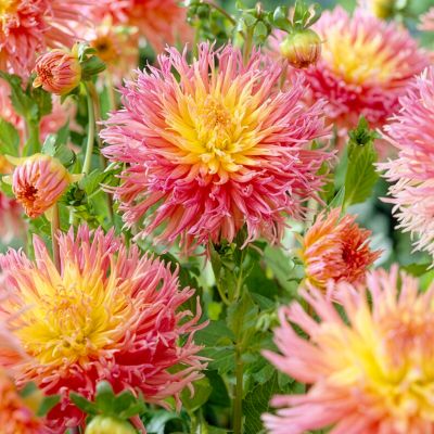 Image showing  Dahlias Fringed Star, Set of 5 Bulbs