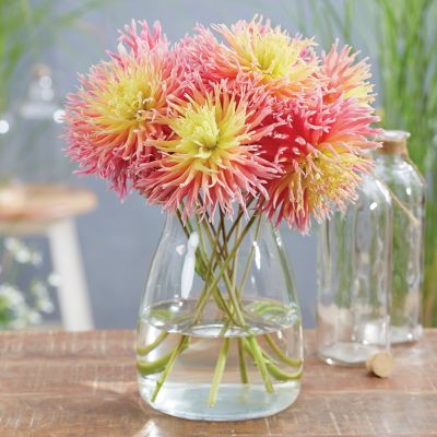 Image showing  Dahlias Fringed Star, Set of 5 Bulbs