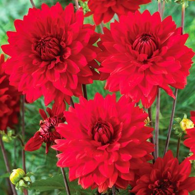Image showing  Dahlias Garden Wonder, Set of 5 Bulbs