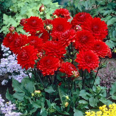 Image showing  Dahlias Garden Wonder, Set of 5 Bulbs