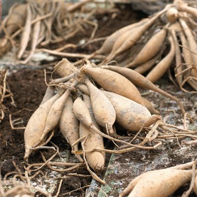 Image showing  Dahlias Garden Wonder, Set of 5 Bulbs