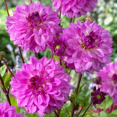 Van Zyverden Dahlias Lake Michigan, Set of 5 Bulbs